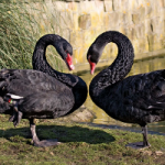 On Black Swans and White Lies