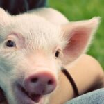 Want to help animals? Here’s where to donate your money.