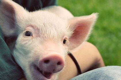 Want to help animals? Here’s where to donate your money.