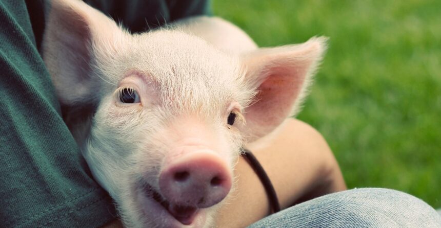 Want to help animals? Here’s where to donate your money.