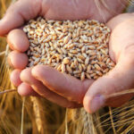 Israel to buy US wheat in exchange for tariff relief