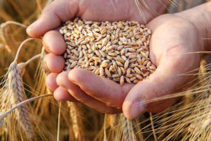 Israel to buy US wheat in exchange for tariff relief