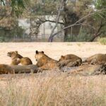 Politicians not planners driving Safari Park relocation