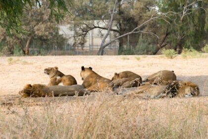 Politicians not planners driving Safari Park relocation