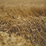 Turkmenistan Reports Agricultural Sector Growth Contributing to GDP Expansion in First Five Months of 2026