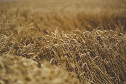 Turkmenistan Reports Agricultural Sector Growth Contributing to GDP Expansion in First Five Months of 2026