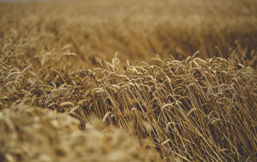 Turkmenistan Reports Agricultural Sector Growth Contributing to GDP Expansion in First Five Months of 2026