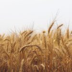 China's Food Security Pivot Is Quietly Redrawing the Map of Global Grain Trade