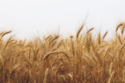 China's Food Security Pivot Is Quietly Redrawing the Map of Global Grain Trade