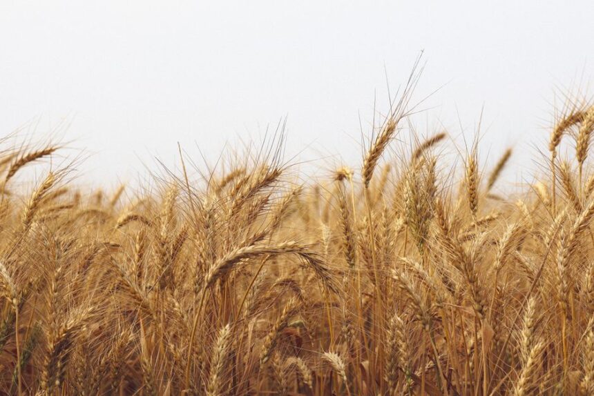 China's Food Security Pivot Is Quietly Redrawing the Map of Global Grain Trade